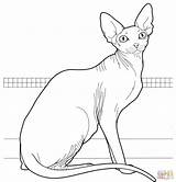 Sphynx Coloring Pages Cat Canadian Hairless Supercoloring Drawing Color Sketch sketch template