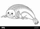 Zentangle Vector Illustration Seal Tangle Zen Phoca Alamy Wild Cute Animals sketch template
