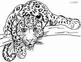 Coloring Leopard sketch template