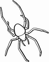 Ragno Ragni Beinen Aranha Insekt Langen Ausmalen Spinne Malvorlage Spinnen Ausmalbild Colorironline sketch template