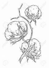 Cotton Drawing Plant Illustration Boll Draw Botanical Engraving Drawings Vector Result Flowers Hand Gravure Sketches Flower Painting Paintings Decor Choose sketch template
