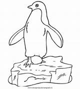 Colorare Pinguini Disegni Coloring Pinguino sketch template