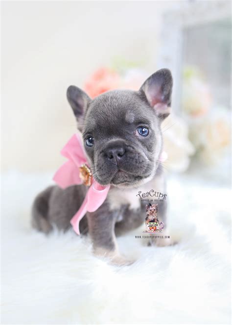 Frenchie Puppies For Sale Teacup Puppies And Boutique