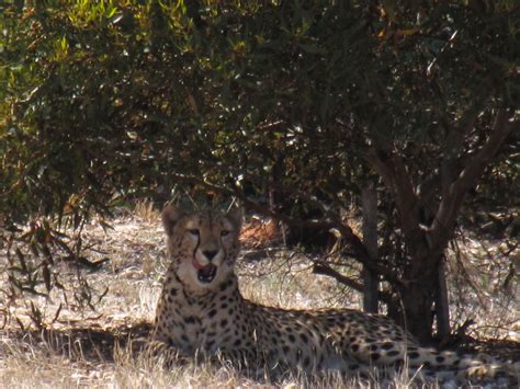 cheetah encounter monarto zoo trevors travels