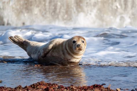 seal   water water life  shortlist british photography awards