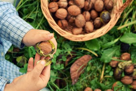 harvesting walnuts collecting drying  storing