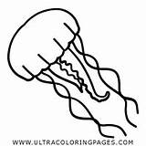 Gelatina Medusa Ultracoloringpages sketch template