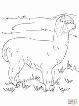 Alpaca Alpaka Pages Ausmalbild Wiese Ausmalbilder Llamas Alpacas Supercoloring Ausdrucken sketch template