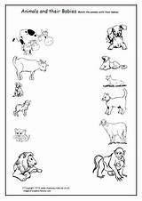 Animals Their Babies Worksheet Match Animal Coloring Matching Worksheets Activities Baby Children Farm Wild Visit Preschool Adult Printables Science sketch template