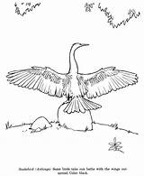 Coloring Anhinga Snakebird Identification Spoonbill Roseate Designlooter sketch template