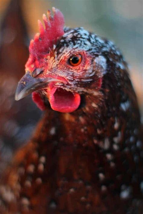 speckled sussex chickens pampered chicken mama raising backyard chickens