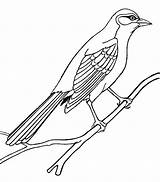 Bird Outline Mockingbird Birds Coloring Drawing Pages Color Drawings Clipart Printable Clip Sheet Cute Animals Outlines Line Cliparts Kindergarten Worksheet sketch template