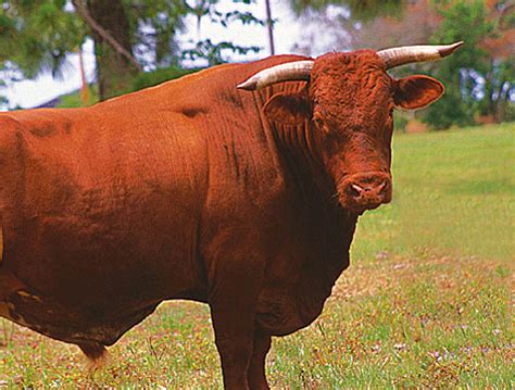 livelihood  bull named sanchez  scarlet pimp