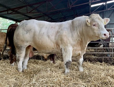 charolais cattle give  weight  age irish charolais cattle society