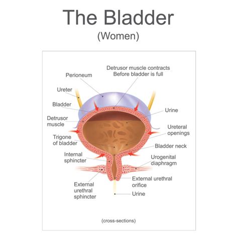 what is a prolapsed bladder the symptoms and how do i treat it