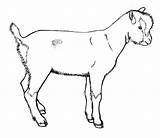 Ziege Ausmalbilder Malvorlagen Coloringhome Goats Rubystar Dairy Drawings sketch template