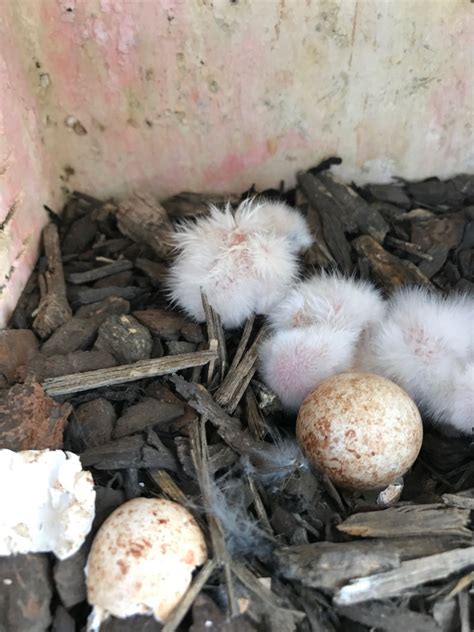pin  raptor hill falconry   american kestrel nest box study nesting boxes american
