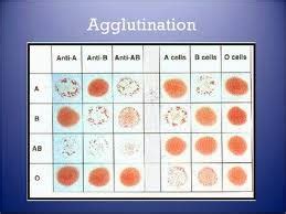 body chemistry blood grouping  genotype