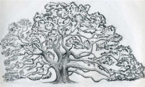white oak tree drawing images pictures becuo