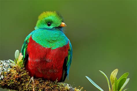 quetzal caracteristicas habitat reproduccion alimentacion