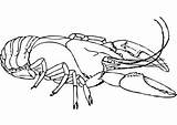 Aragosta Kreeft Amerikaanse Crostacei Kleurplaat Lobster Printmania Categorieën sketch template