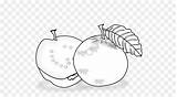 Jambu Biji Buah Mewarnai Guava Buahan Bagus Kumpulan sketch template