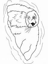 Otter Coloring Pages Sea Animals Color Animal Colouring sketch template