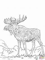 Elk Alce Moose Stampare sketch template