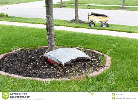 Mulching Around The Trunk Of A Tree Stock Image Image Of
