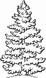 Brazi Colorat Craciun Pine Desene Planse Tracing sketch template