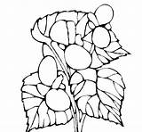 Begonia Designlooter sketch template