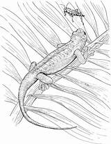 Lizard Coloring Pages Grasshopper Bug sketch template