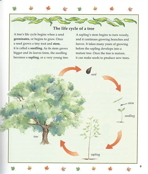 life cycle   tree