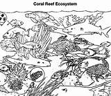 Reef Corail Ko sketch template