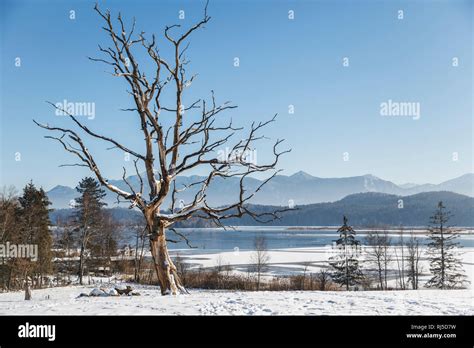 kahler baum  res stock photography  images alamy