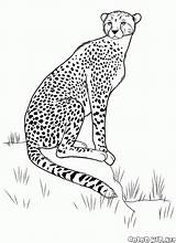 Cheetah Coloring Colorkid Hunt Print sketch template