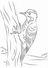 Woodpecker sketch template