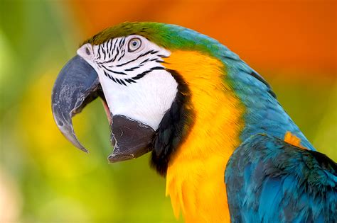 images  parrots images