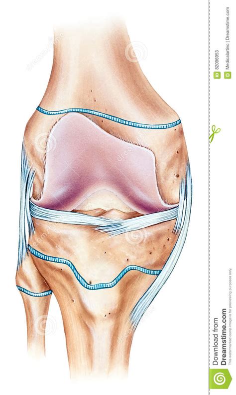 is the knee proximal or distal to the ankle human body anatomy