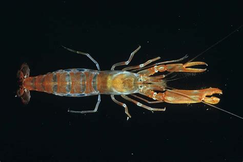 snapping shrimps   noise  acidifying oceans  scientist
