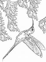 Hummingbirds Hummingbird Colouring sketch template