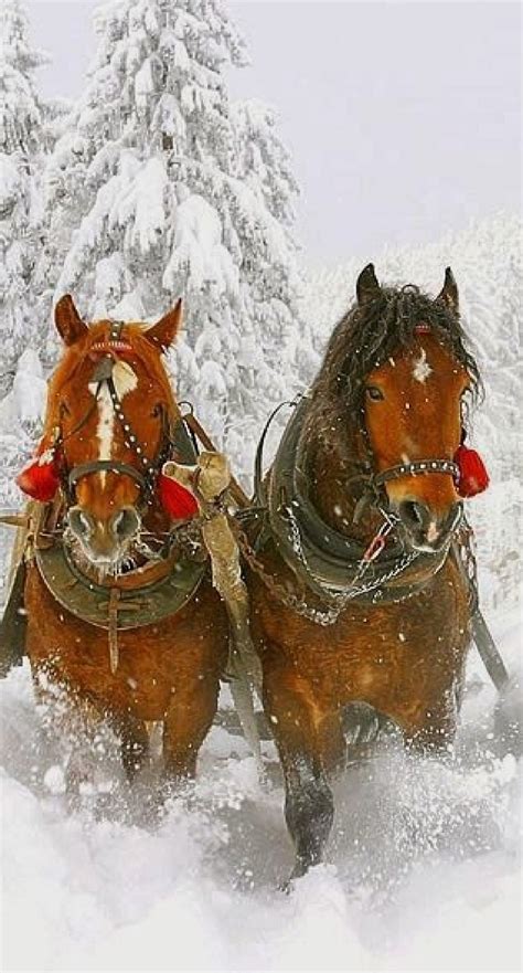 pin  lambertcottage  winter christmas horses horses beautiful