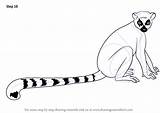 Lemur Tailed Ring Draw Drawing Step Drawings Drawingtutorials101 Animal Lemurs Tutorials Line Necessary Improvements Finally Finish Make sketch template