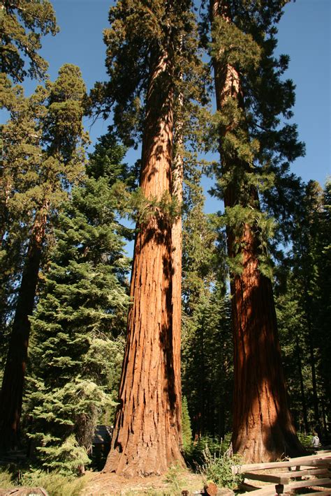 giant redwood trees  yosemite  stock photo public domain pictures