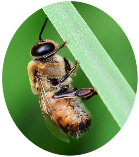 drone bee male honey bee facts carolina honeybees