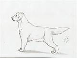 Labrador Retriever Drawing Dog Getdrawings sketch template