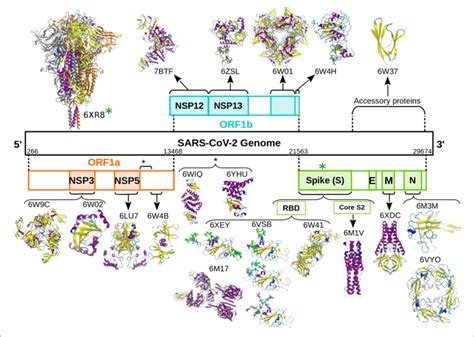 schematic representation   sars   genome