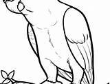 Coloring Parrot Cute Pages Realistic Getcolorings Getdrawings sketch template