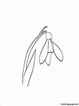 Snowdrop Template Line Drawing Coloring Google Flower Flowers Drawings Pages Tattoos Search Tattoo Linocut Simple sketch template