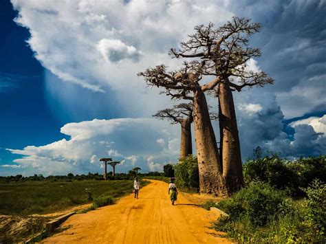 avenue   baobabs  legendary avenue  trees  madagascar